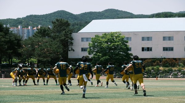 Welche Haustiere eignen sich für kleine Wohnungen?